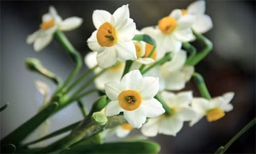 Cong phu thu choi hoa Thuy Tien dip Tet-Hinh-2