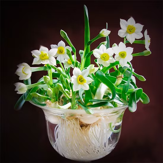 Cong phu thu choi hoa Thuy Tien dip Tet