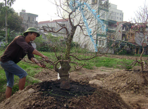 Các dịch vụ chăm sóc hoa, cây cảnh cũng được mùa kiếm lời.