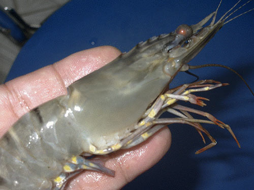 Tôm có tạp chất thường bị phù đầu, đuôi xoè, gai vểnh. Không nên mua những con tôm đã bị chảy nhớt.