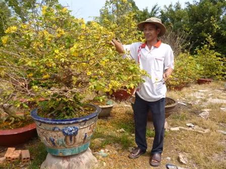 Dịp Tết, dịch vụ chăm sóc cây cảnh thuê cũng được dịp kiếm bộn tiền. Những cây cảnh quý thường được người dân thuê thợ đến tạo dáng, chăm sóc là mai, tùng, mai chiếu thủy và gửi về nhà vườn để chăm sóc.