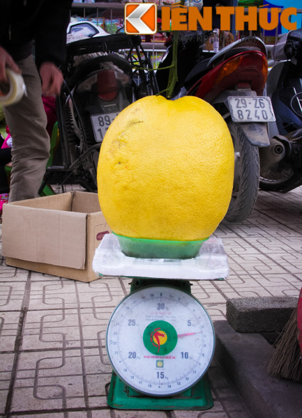 Trung bình, mỗi quả bưởi vàng sẽ nặng từ 5 - 10kg. Chúng có mùi hương đượm và mát. Theo những người bán hàng, bòng vàng được lấy về từ nhà vườn Tuyên Quang và Hòa Bình.