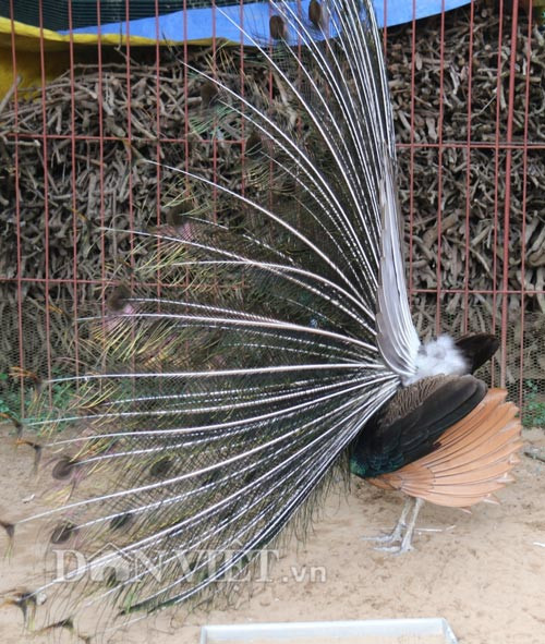 Bộ lông chim công nhìn ngang.