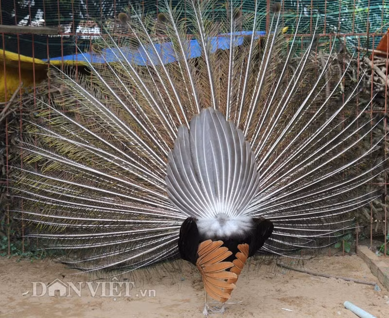 Bộ lông chim công nhìn từ phía sau. Thông thường, mỗi lần anh Tuấn chỉ nhổ một lông, vài ngày mới nhổ một lần. Cứ nhổ nhiều con, trong nhiều ngày thì mới ráp lại được một bộ hoàn chỉnh.