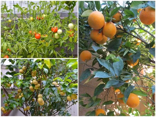 Các loại rau như cà chua, mướp, các loại cây ăn quả như cam, ổi, quýt... giúp gia đình nữ ca sĩ có thêm thực phẩm sạch.