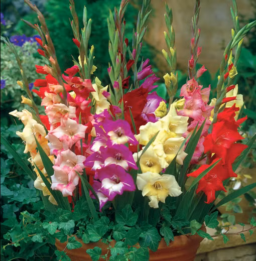 Hoa lay ơn đa dạng màu sắc không chỉ giúp không gian căn phòng thêm đẹp mắt mà có nhiều ý nghĩa ẩn chứa. Nếu cắt hoa lay ơn trong vườn nhà thì sáng sớm hoặc chiều tối là thời điểm tốt nhất vì lúc này cây thoát hơi nước không nhiều, cành hoa đang chứa nhiều nước và carbohydrat, sẽ giữ hoa tươi lâu hơn.