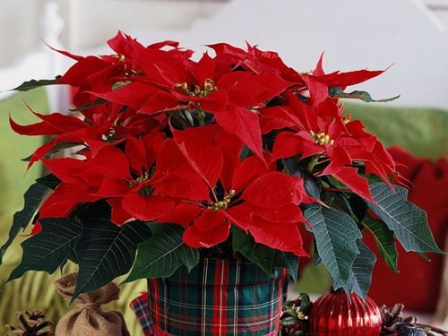 Trạng nguyên đỏ cũng là một loài hoa có ý nghĩa trong dịp năm mới. Màu đỏ của loại hoa này tượng trưng sự may mắn, hanh thông, đặc biệt với người kinh doanh hoặc những gia đình có các "cậu tú, cô cử".