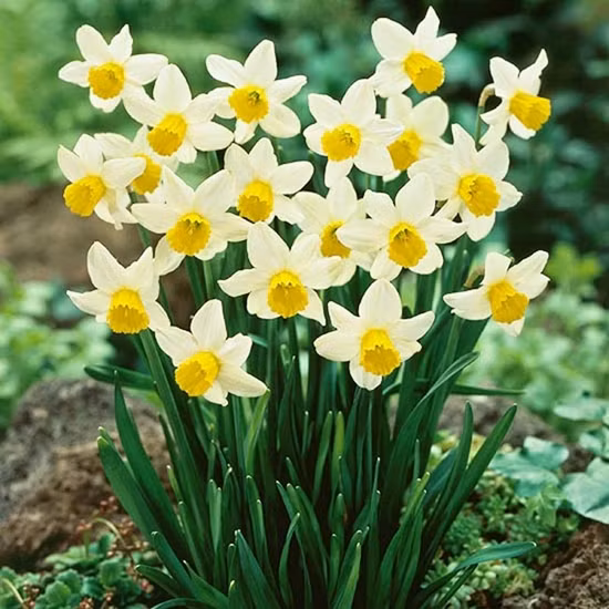 Theo quan niệm phong thủy, hoa thủy tiên có ý nghĩa cát tường, khử tà và mang đến tài khí cho gia đình.