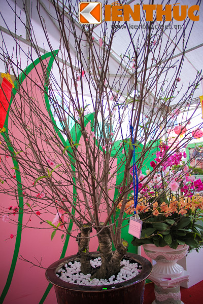 Trồng, ghép và dày công chăm sóc để cho ra cây đào 3 màu độc đáo.