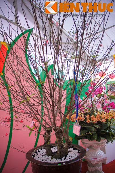 Trồng, ghép và dày công chăm sóc để cho ra cây đào 3 màu độc đáo.