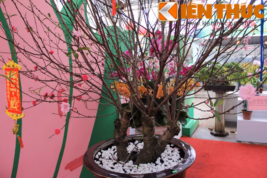 Từng có rất nhiều cuộc "hôn phối" giữa các loại đào khác nhau để cho ra những cây cảnh Tết có 1-0-2. Tại Đà Lạt, từng có cây "hoa đào Mười Lời" của nghệ nhân Đà Lạt, ghép đào Nhật Tân và đào Đà Lạt với 5 loại khác nhau như hồng đào, bạch đào, mận tam hoa, bích đào và liễu đào.