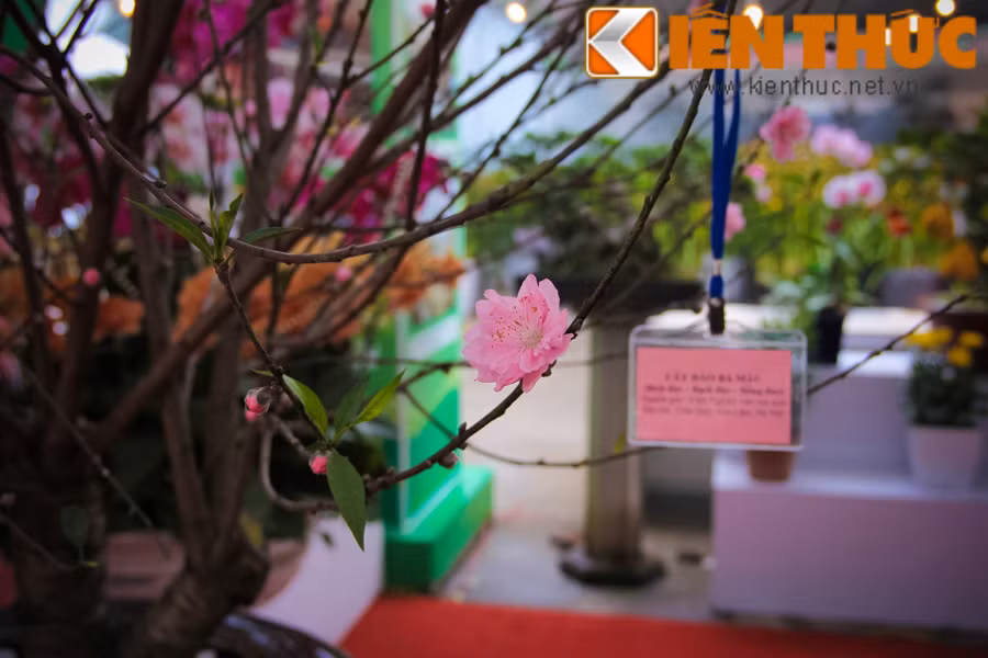 Mỗi giống đào có một đặc trưng khác nhau, cái khó là việc ghép và chăm sóc chúng ra hoa trên cùng một cây, vào các thời điểm sát nhau.