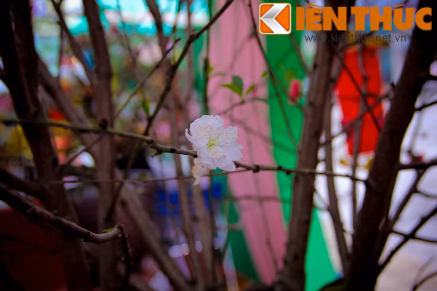 Cây đào 3 màu là sản phẩm của Viện nghiên cứu rau quả (Gia Lâm - Hà Nội). Theo nhân viên tại hội chợ, cây đào độc lạ này có trị giá 9 triệu đồng. Ngoài hai giống đào quen thuộc là đào bích và hồng đào, loài hoa bạch đào "đỏng đảnh", vốn khó ghép, khó trồng cũng đã xuất hiện trên cây đào này.