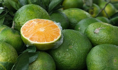 Thời gian gần đây, trên thị trường, xuất hiện nhiều loại cam được gắn mác cam Hà Giang tươi ngon giá rẻ, từ 10.000 - 15.000 đồng/kg. Việc đánh vào tâm lý ham rẻ là "chiêu" để tiểu thương qua mắt người tiêu dùng, tuy nhiên, nếu tinh ý, bạn vẫn có cách chọn cam Hà Giang tươi ngon, an toàn. Ảnh minh họa