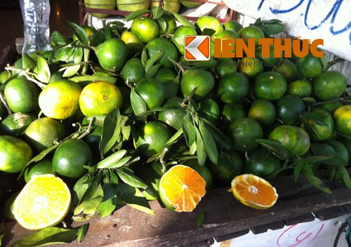 Ngoài ra, khi mua, bạn có thể quan sát lá trên quả cam. Lá cam Trung Quốc thường rất non, trong khi cam Hà Giang đúng vụ thu hoạch lá sẽ rất già, có màu hơi rám sẫm thậm chí có thể hơi úa vàng. Hình ảnh cam lạ đội lốt cam Hà Giang.