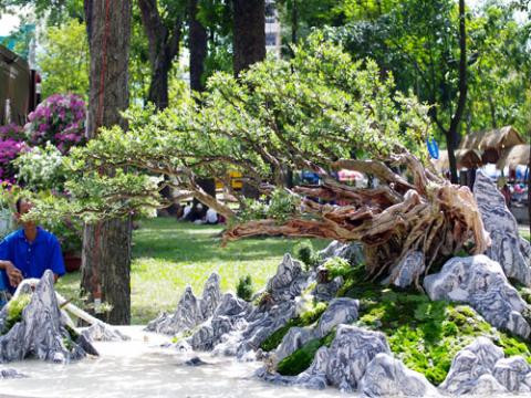 Trong hình là tác phẩm Cuồng phong đạt giải vàng của bộ môn tiểu cảnh lớn từng xuất hiện tại một hội hoa Xuân đã thu hút sự chú ý của người xem.