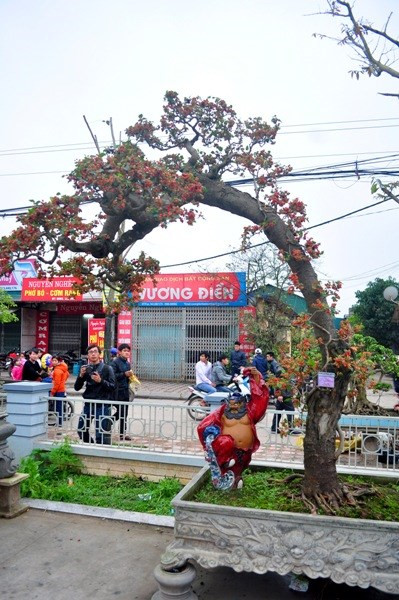 Cây dâu tằm trị giá 100 triệu đồng của nghệ nhân Chu Mạnh Hùng (Hà Nội) cũng đặc biệt gây ấn tượng. Cây được nghệ nhân chăm sóc khá tỉ mỉ. Không chỉ dáng đẹp, những trái dâu chín mọng khiến cây dâu càng thêm đẹp mắt.