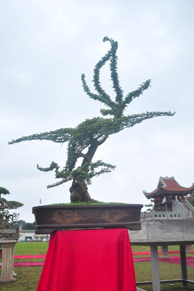 Một cây Cần Thăng có dáng Phu Thê Phượng múa rất đẹp.