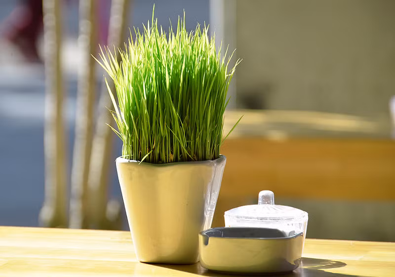 Có mức giá "mềm" hơn lúa cảnh trồng chậu, loại để bàn được rao bán từ 70.000 đồng/chậu.