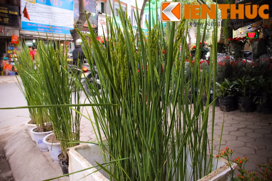 Cũng theo chủ cửa hàng này, lúa cảnh chơi Tết từng có nhiều ở miền Nam nhưng ngoài Bắc thì mới có. Trước đây khách chủ yếu mua bông lúa bằng nhựa để trong nhà, nhưng nay có cây lúa thật, nhiều người tìm mua. Nhập hàng về được vài hôm, cửa hàng đã bán gần hết lúa cảnh.