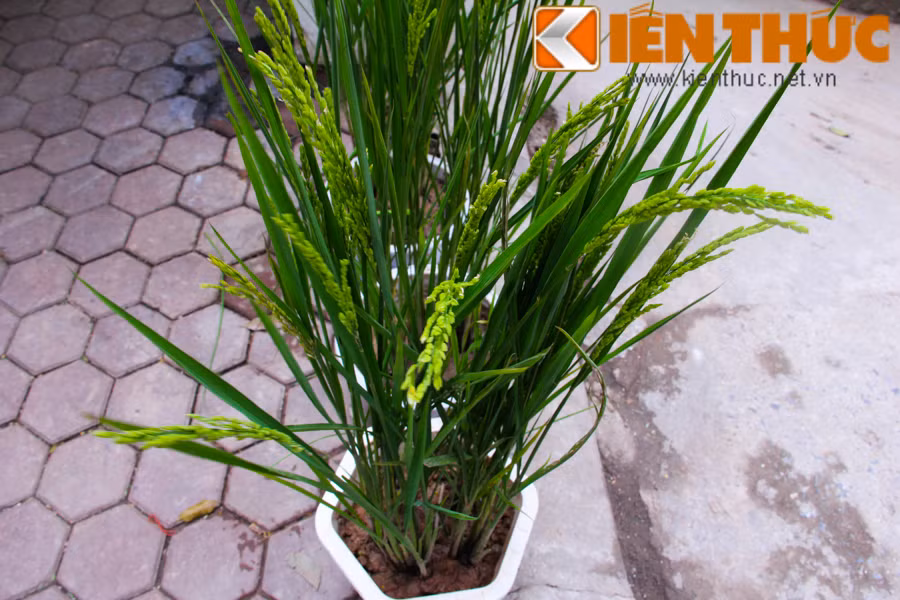 Theo nhiều người, việc có cây lúa cảnh trong nhà sẽ tượng trưng cho một năm no đủ, đầy đặn, công việc hanh thông, phát đạt.