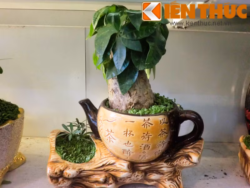 Bên cạnh chậu cảnh lúa, năm nay, nhiều chậu cảnh mini chơi Tết cũng có giá bạc triệu. Trong đó, các loại cây phát tài, phát lộc, cây phong thủy đội giá lên gấp 2 so với năm trước.
