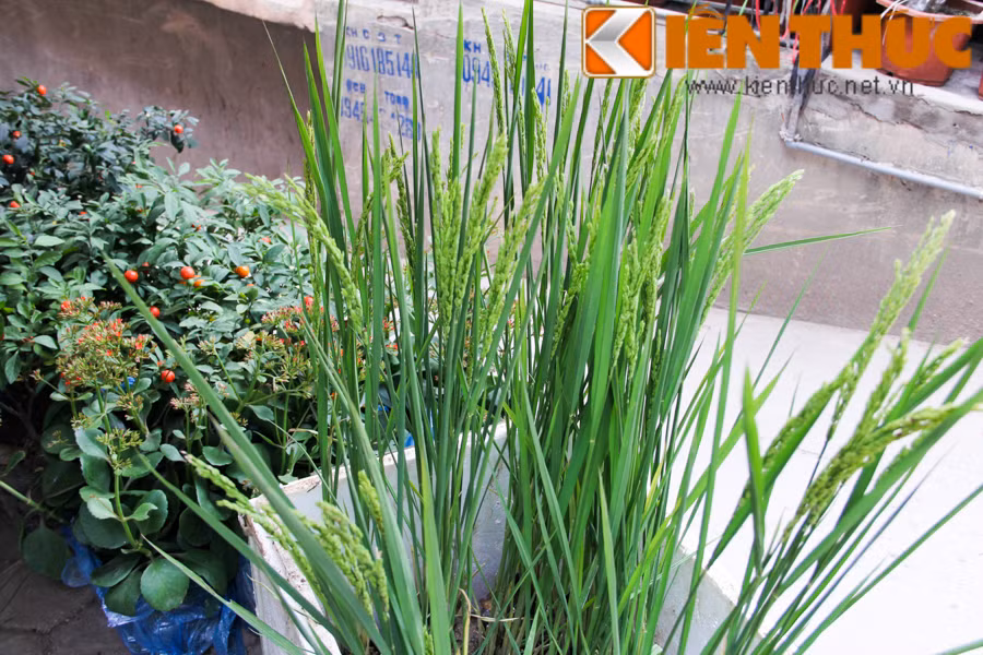 Hang doc 2016: Lua dong len chau canh choi Tet-Hinh-2