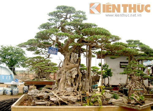 Man nhan ngam vuon canh tien ty cua dai gia Viet