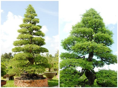 Ngoài đôi me thuộc diện độc nhất vô nhị này, ông Lộc còn là chủ nhân của cả ngàn cây cảnh quý, trồng trong khu vườn rộng 2ha, với hàng chục người chăm sóc, bảo vệ. Trong đó, cặp mai chiếu thủy gần 100 năm tuổi khiến không ít người “choáng váng” khi biết giá trị thực của hai cây này, lên tới 1,5 tỷ đồng. Ước tính, khu vườn đắt đỏ này có giá trị tới hàng chục tỷ đồng.