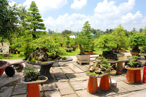 Nức tiếng khắp vùng, nhiều người biết đến vườn cảnh của ông Nguyễn Phước Lộc (TP Sa Đéc, Đồng Tháp) khi cặp me cao 4,5m, tán rộng 1,5 m có dáng thông của ông xác lập kỷ lục “Cặp me kiểng cổ nhất” năm 2013, với tuổi đời 150 năm. Thậm chí, không ít đại gia vì “mê” cặp cây này, đã trả giá hơn 4 tỷ, song ông Lộc không bán.