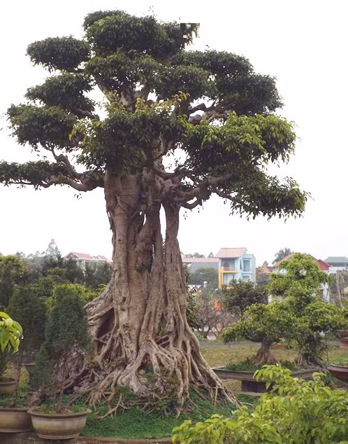 “Kho báu” này vốn được ông Phiến mua, sưu tập trong suốt hơn 20 năm đam mê cây cảnh. Thời gian trôi qua, khu vườn có hơn 5.000 cây cảnh lớn nhỏ, đắt rẻ khác nhau.