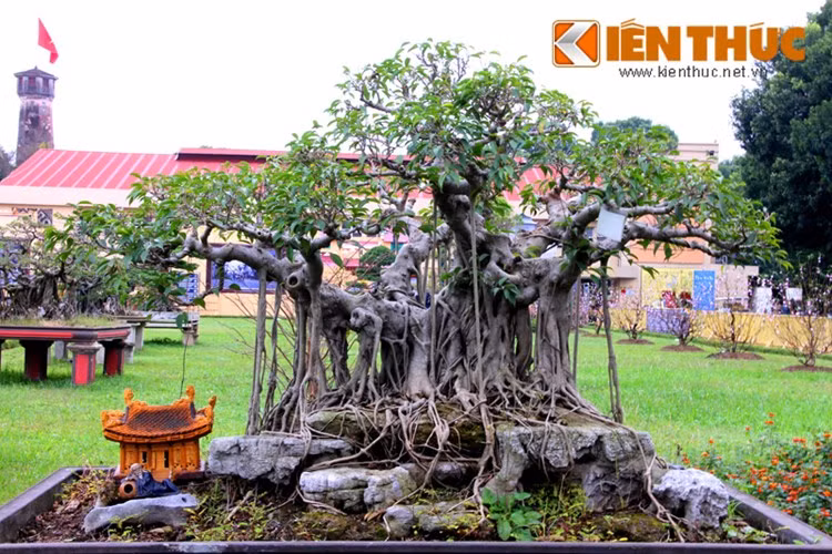 Cây cảnh đẹp ở đây đều được ước tính giá trị từ vài chục triệu đến hàng trăm triệu đồng. Những cây có thế độc, lạ, tuổi đời càng cao sẽ càng có giá trị. Giới chơi cây cảnh thường thích các thế cây như ngũ phúc, phượng bay, huynh đệ, rồng sa, sóng đôi, mẫu tử...