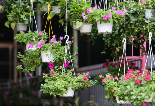 Chậu hoa, cây cảnh là món quà ý nghĩa đối với các bà mẹ thích làm vườn.