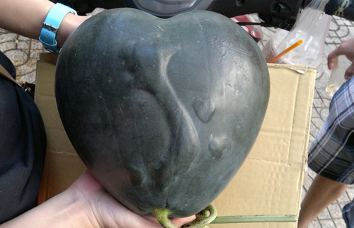 Năm 2014, anh Mai Nhật Trình quyết định trồng thử nghiệm hình bản đồ Việt Nam trên giống dưa Hắc tiểu long tại một ruộng dưa dưới Hậu Giang.