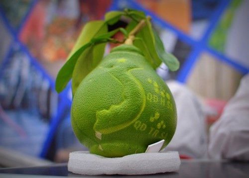 Bên cạnh xoài in hình bản đồ Việt Nam, năm nay, trái bưởi in hình bản đồ và hai quần đảo Hoàng Sa, Trường Sa của ông Võ Trung Thành - Chủ nhiệm Câu lạc bộ Khuyến nông Phú Trí A, xã Phú Tân, huyện Châu Thành, tỉnh Hậu Giang cũng khiến nhiều người ngạc nhiên, thích thú.