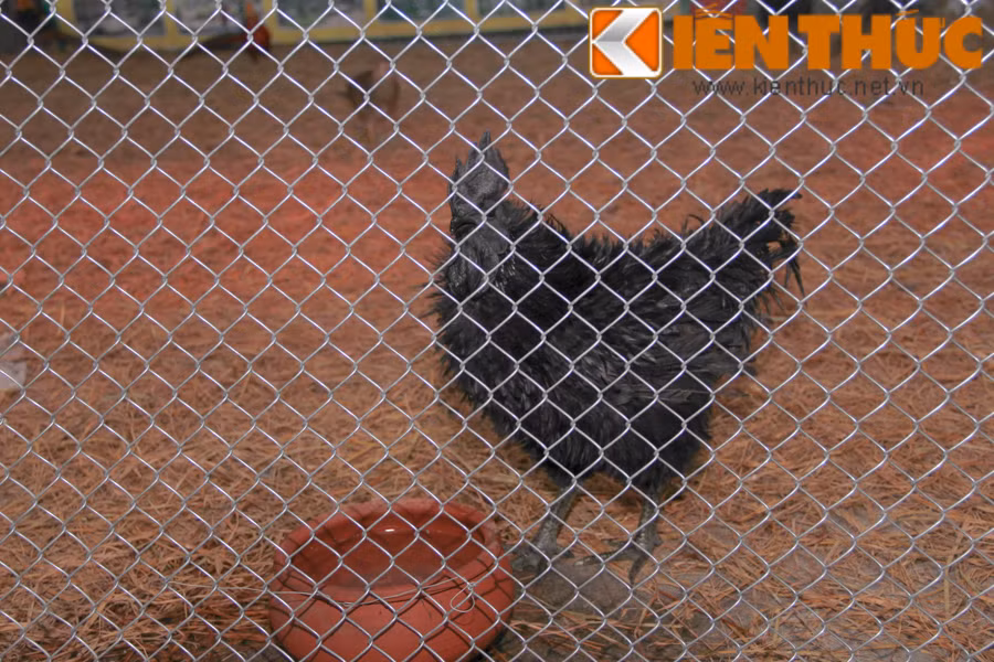 Hiện tại, giống gà đen Indonesia thuần chủng khá hiếm vì chúng được lai tạo với nhiều giống gà khác. Theo nhân viên của trang trại, tại hội chợ, có hai giống gà đen, một loại lông xù và lông mượt. Trong đó, giống gà đen lông xù có giá đắt đỏ hơn vì người chơi thường mua làm cảnh. Hình ảnh một con gà đen lông xù.