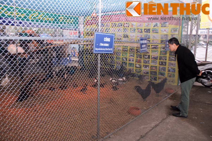 Chủ trang trại cung cấp giống gà này - anh Trần Nhữ Giáp tiết lộ: "Điểm đặc biệt của loại gà này không chỉ ở bộ lông đen tuyền mà chúng đen từ lông, da, mào cho đến xương và nội tạng. Máu gà đen Indonesia cũng có màu đỏ sẫm".