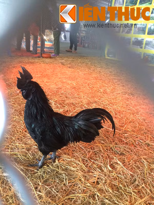Cũng theo nhân viên này, giá gà đen Indonesia rất đắt đỏ. Từng có vị khách trả giá hơn 20 triệu đồng song trang trại không bán. Lý giải cho sự đắt đỏ của giống gà này là bởi, gà chỉ đẻ được 70-80 quả trứng/năm nhưng tỷ lệ nở không quá 50% khi nuôi tại Việt Nam. Hơn nữa, để có được giống gà quý, chủ trại đã phải cất công sang đảo Java – Indonesia để tìm mua.