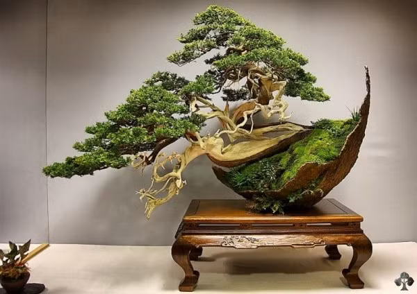 Tạo hình cầu kỳ và lạ mắt của tiểu cảnh bonsai.