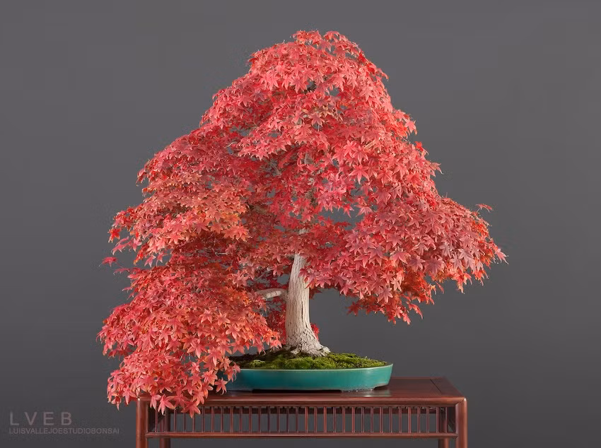 Không ít nghệ nhân mê dòng bonsai đổi màu theo mùa. Bốn mùa trong năm, cây thay lá đem lại diện mạo cực độc lạ cho chậu bonsai.