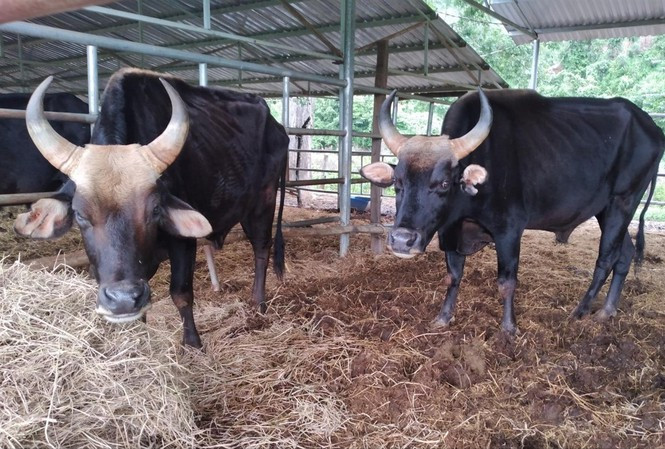 Bò tót trơ xương Vườn QG Phước Bình: Chủ tịch Ninh Thuận chỉ đạo giải cứu ngay Bo tot tro xuong Vuon QG Phuoc Binh: Chu tich Ninh Thuan chi dao giai cuu ngay