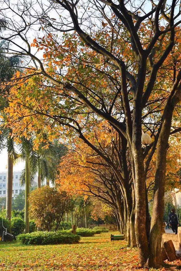 Co mot 'con duong tinh yeu' ben trong truong DH Su pham Ha Noi moi dip dong ve-Hinh-8