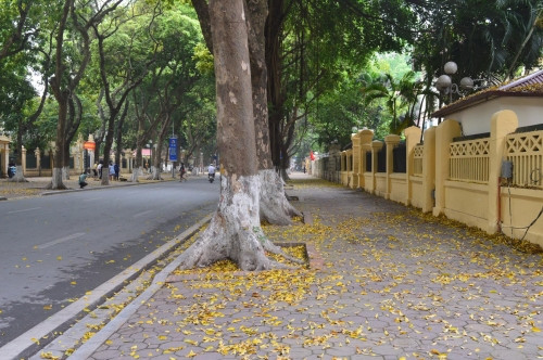 Phố Hoàng Diệu ngập lá vàng rơi vào mùa thu.