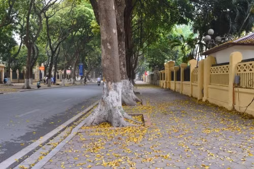 Phố Hoàng Diệu ngập lá vàng rơi vào mùa thu.