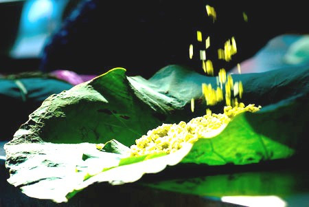 Cứ mỗi độ thu về, Hà Nội lại nồng nàn hương cốm mang phong vị riêng của Thủ đô. Cũng bởi thế làng cốm Vòng (Dịch Vọng, Cầu Giấy, Hà Nội) trở thành điểm ghé chân không thể thiếu của du khách nước ngoài khi muốn thưởng thức ẩm thực Hà Nội.