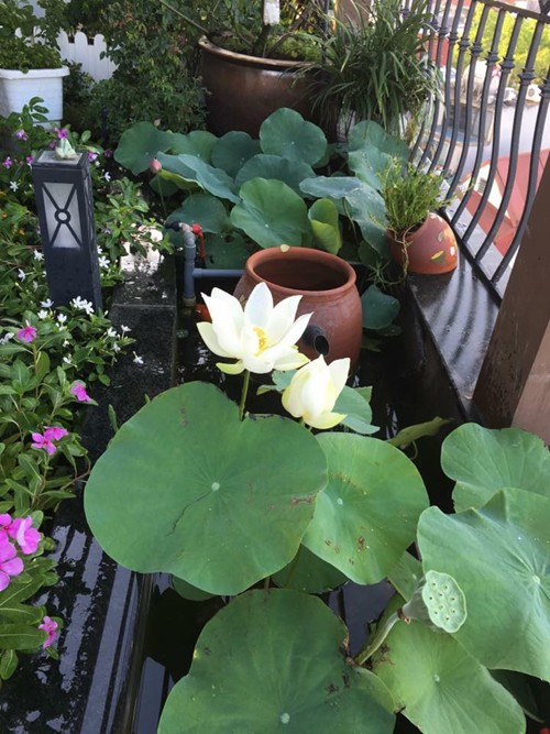 Mùa hè này, những khóm súng đã lụi từ năm ngoái lại ra hoa. Chị Lan không phải mua giống cây mới.