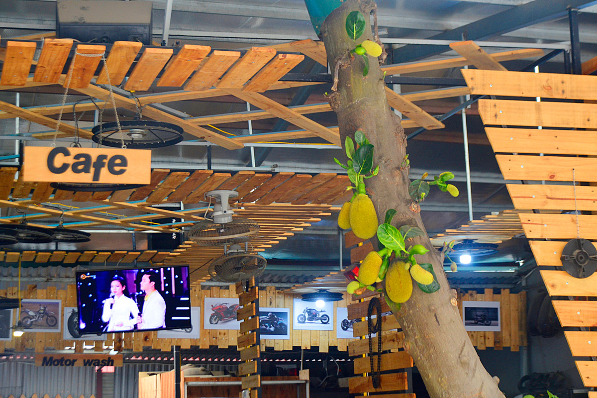 Đáng chú ý là cây mít này rất sai quả.