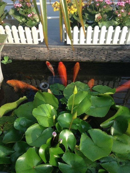 Những khóm sen, súng được chị Lan mua ở chợ Bưởi (Ba Đình, Hà Nội) với giá bình dân.