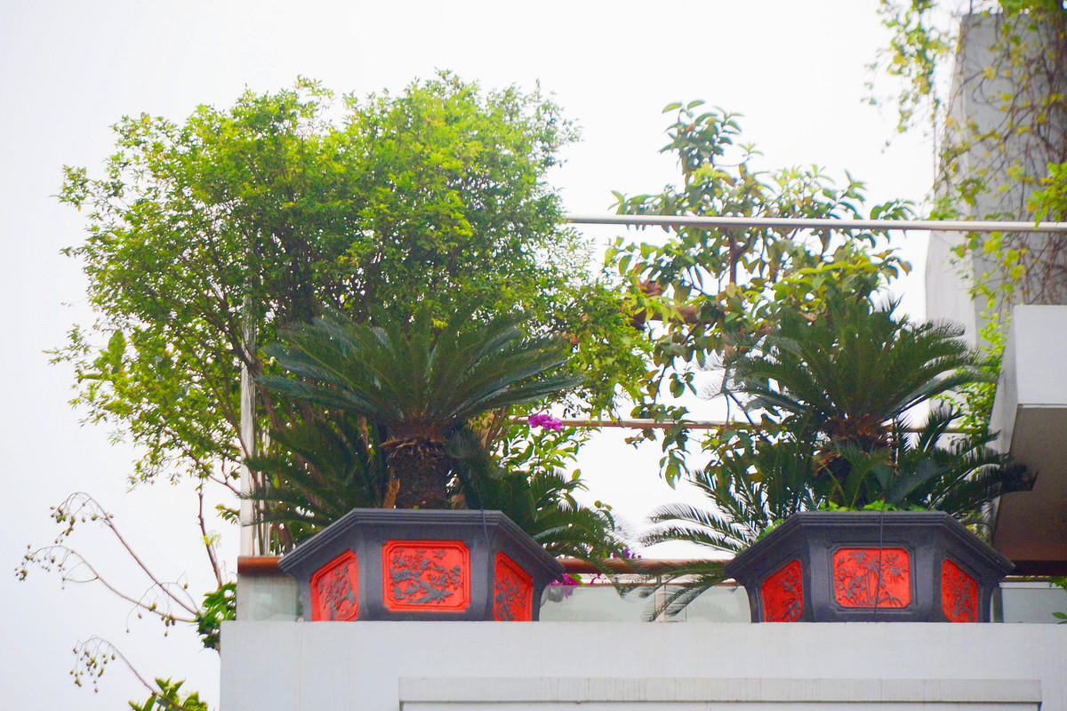 Không chỉ bởi sự phong phú sắc màu, đa dạng của các loài hoa mà còn ở cách bố trí đẹp mắt, mỗi ban công một màu sắc khác nhau.