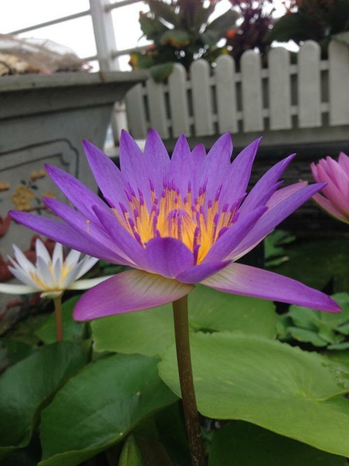 Chị Mộc Lan cho rằng trồng sen và súng không hề khó. Quy trình chăm sóc chúng đơn giản hơn hoa hồng, chỉ cần cung cấp đủ ánh sáng và dinh dưỡng là cây phát triển khỏe mạnh.